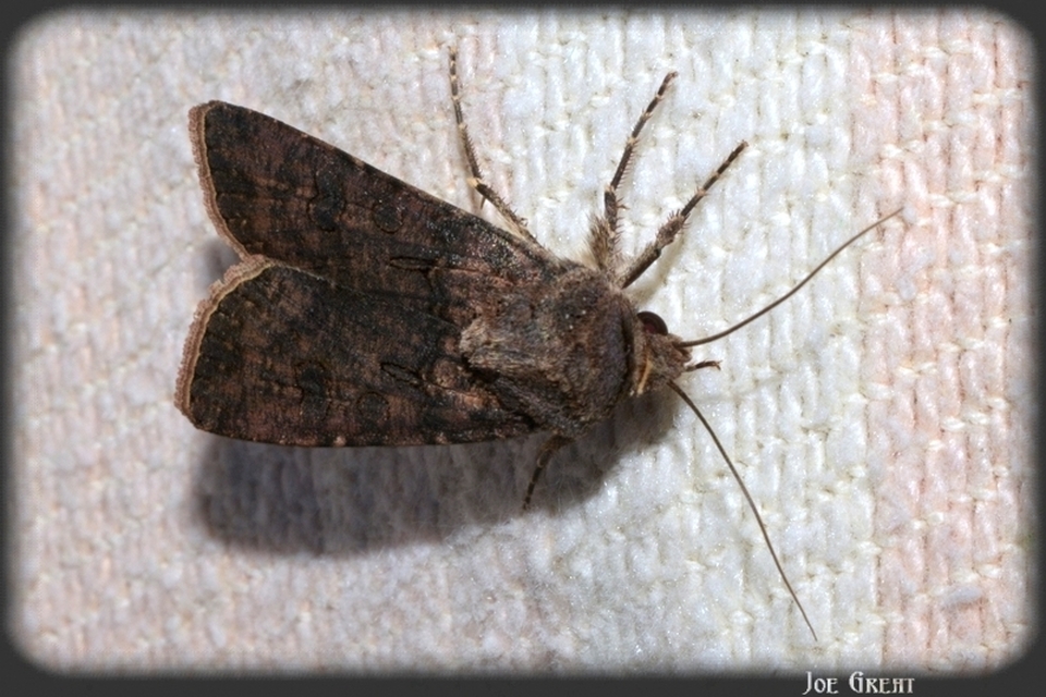 Agrotis segetum - vetési földibagoly