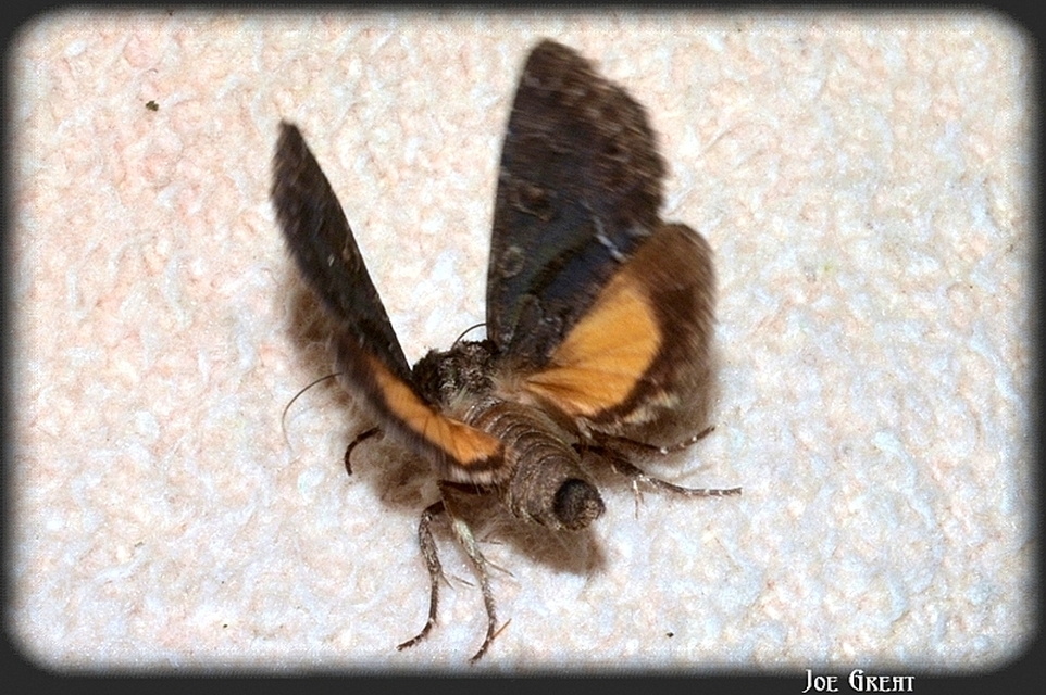 Thalpophila matura - fakó erdeibagoly