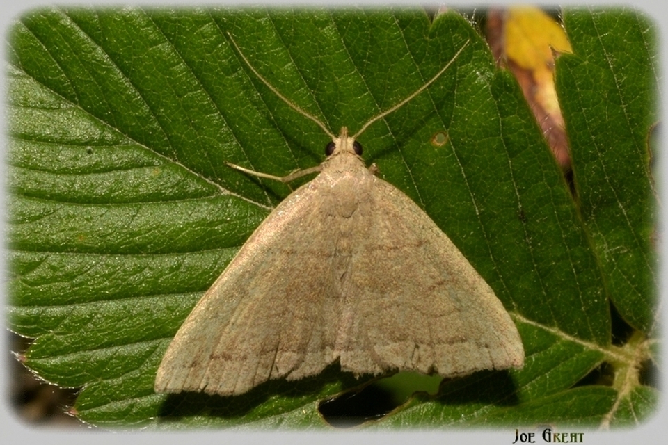Herminia tarsicrinalis - szőröslábú karcsúbagoly