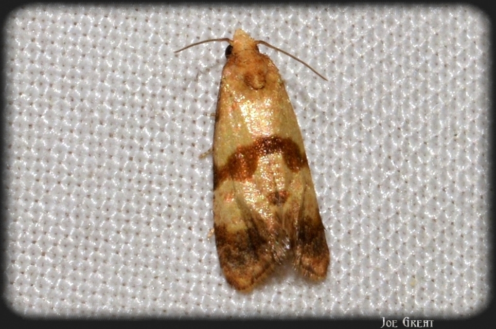 Phalonidia contractana - pipitér-fúrómoly