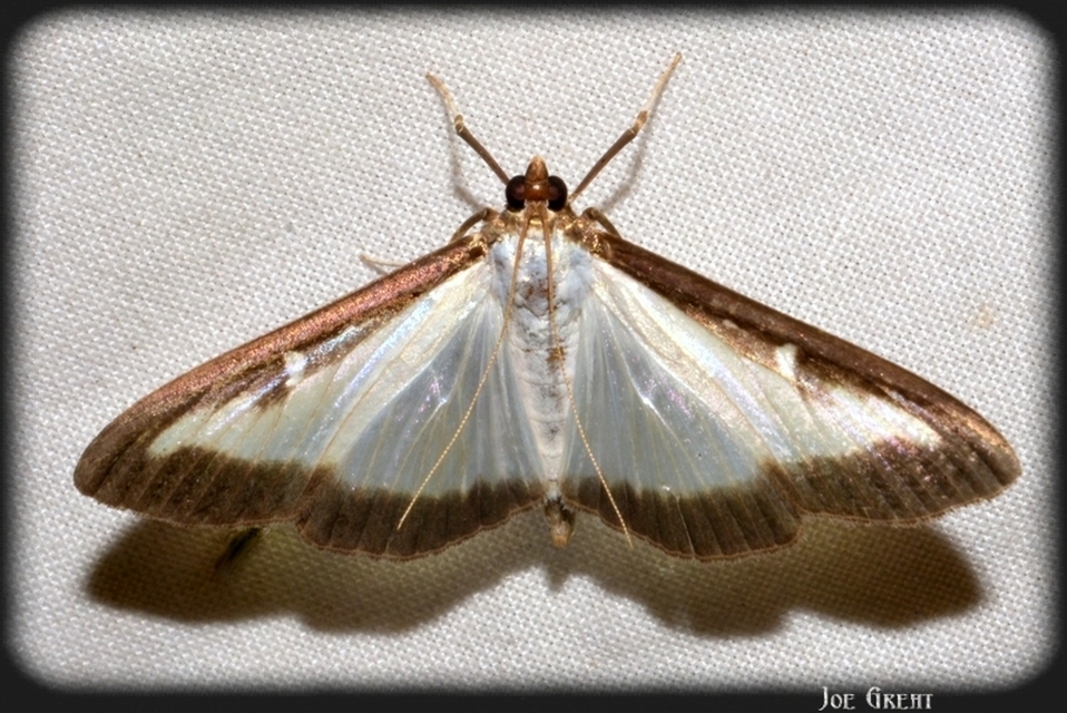 Cydalima perspectalis - puszpáng-tűzmoly