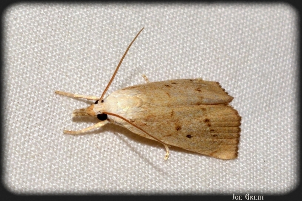 Calamotropha paludella - barna nádlevélmoly