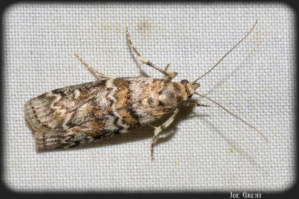 Dioryctria