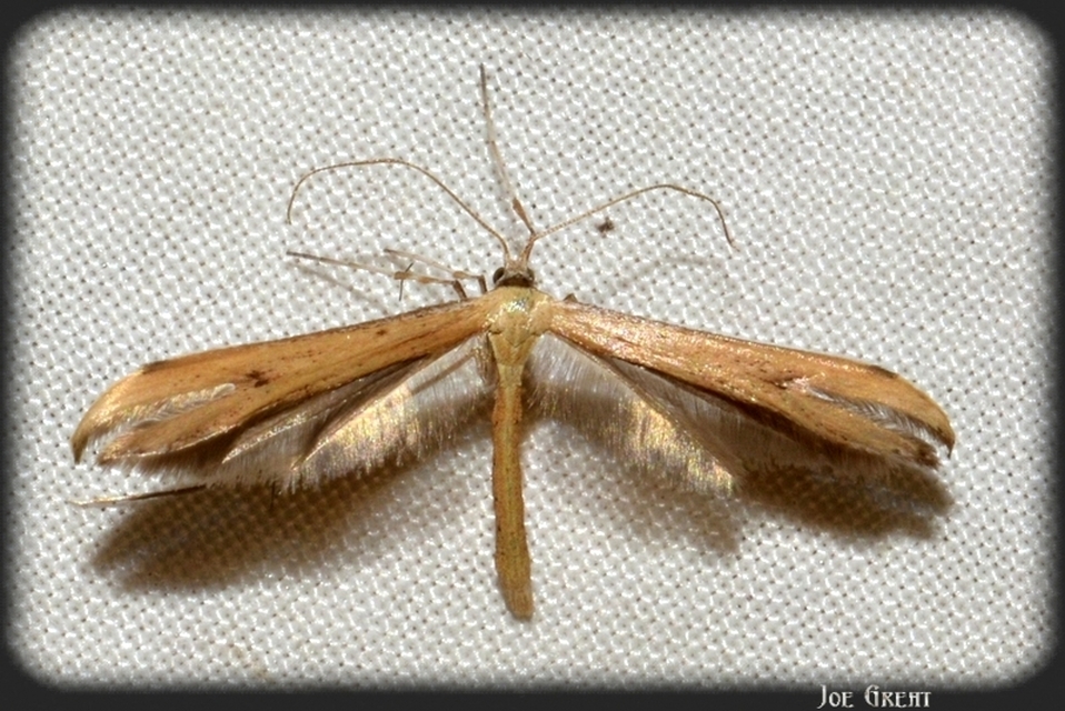Pterophoridae - tollasmolyfélék