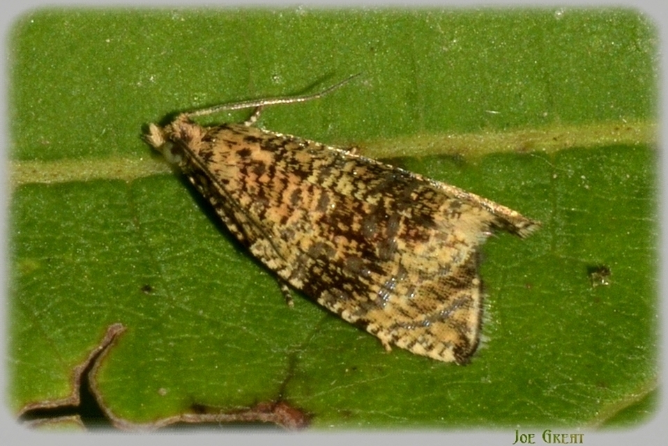 Celypha lacunana - vízparti tükrösmoly