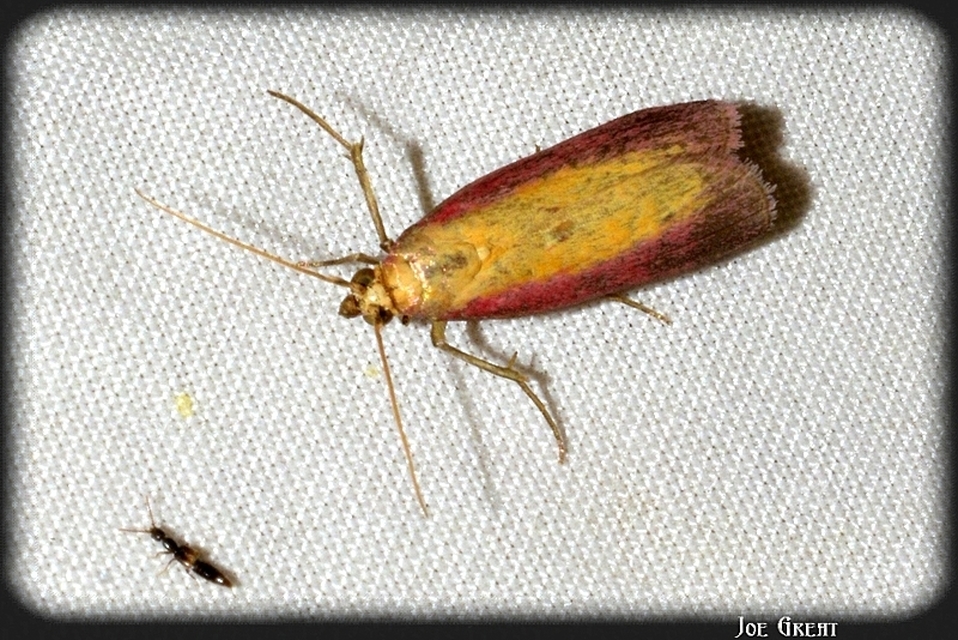 Oncocera semirubella - lucernamoly