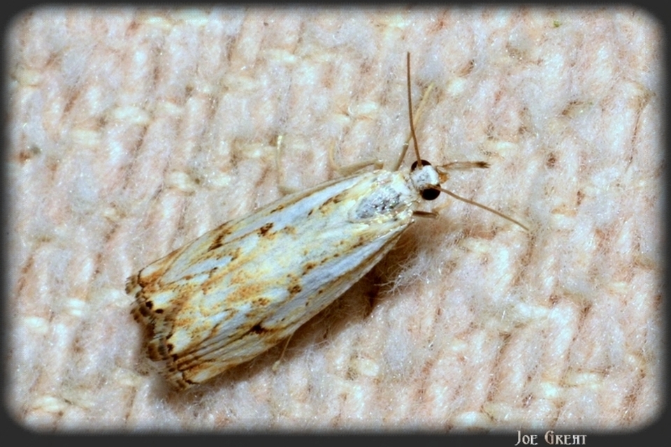 Catoptria falsella - hálós fűgyökérmoly