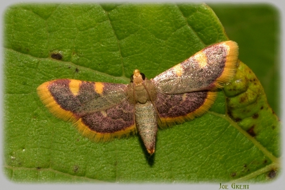 Hypsopygia costalis - szénailonca