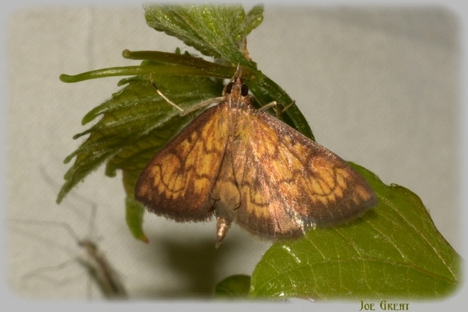Ecpyrrhorrhoe rubiginalis - rozsdavörös tűzmoly
