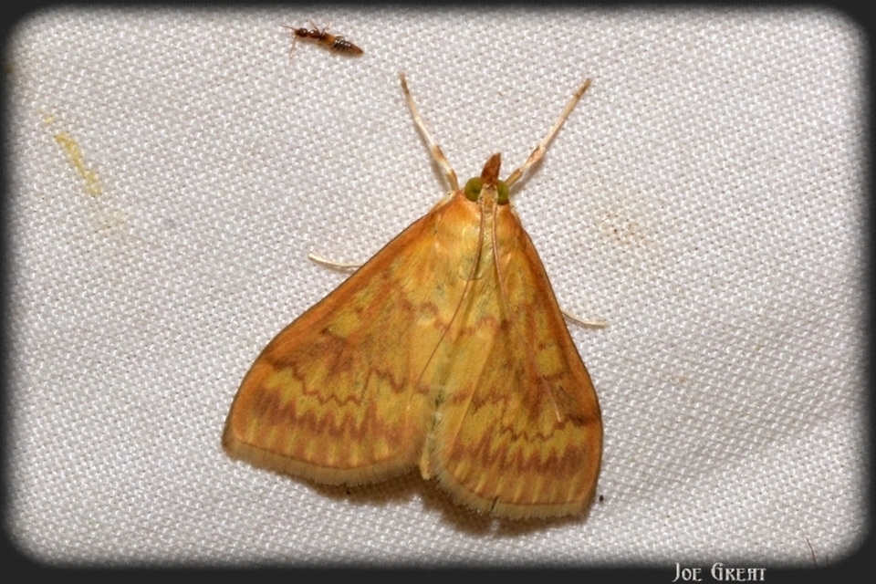Ostrinia nubilalis - kukoricamoly