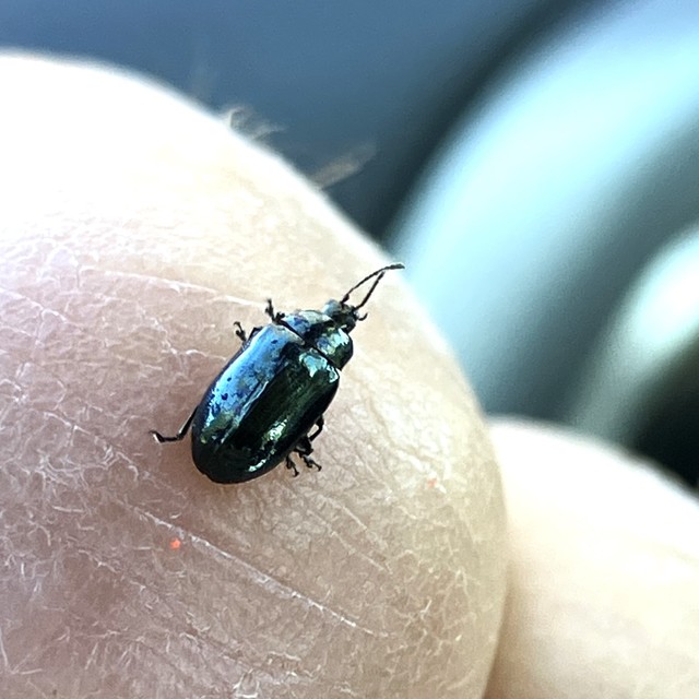Phratora