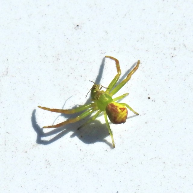Ebrechtella tricuspidata - alakoskodó karolópók