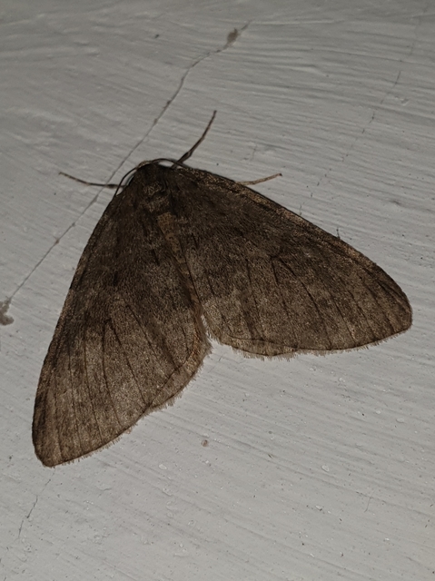 Epirrita christyi/dilutata