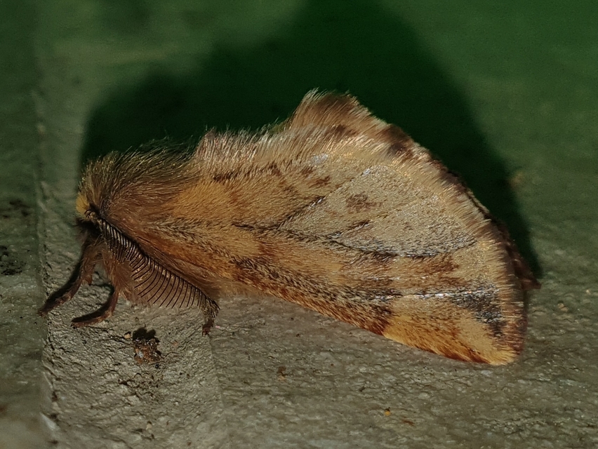Ptilophora plumigera - tollas púposszövő