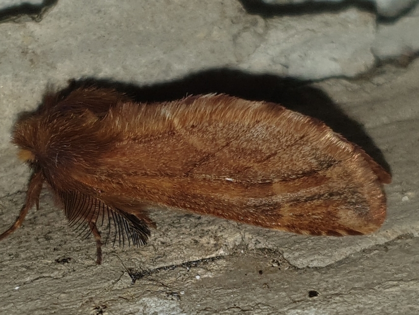 Ptilophora plumigera - tollas púposszövő