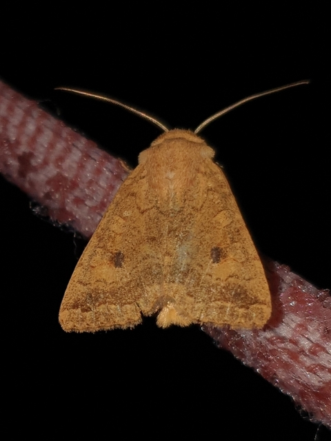 Sunira circellaris - okkersárga őszibagoly
