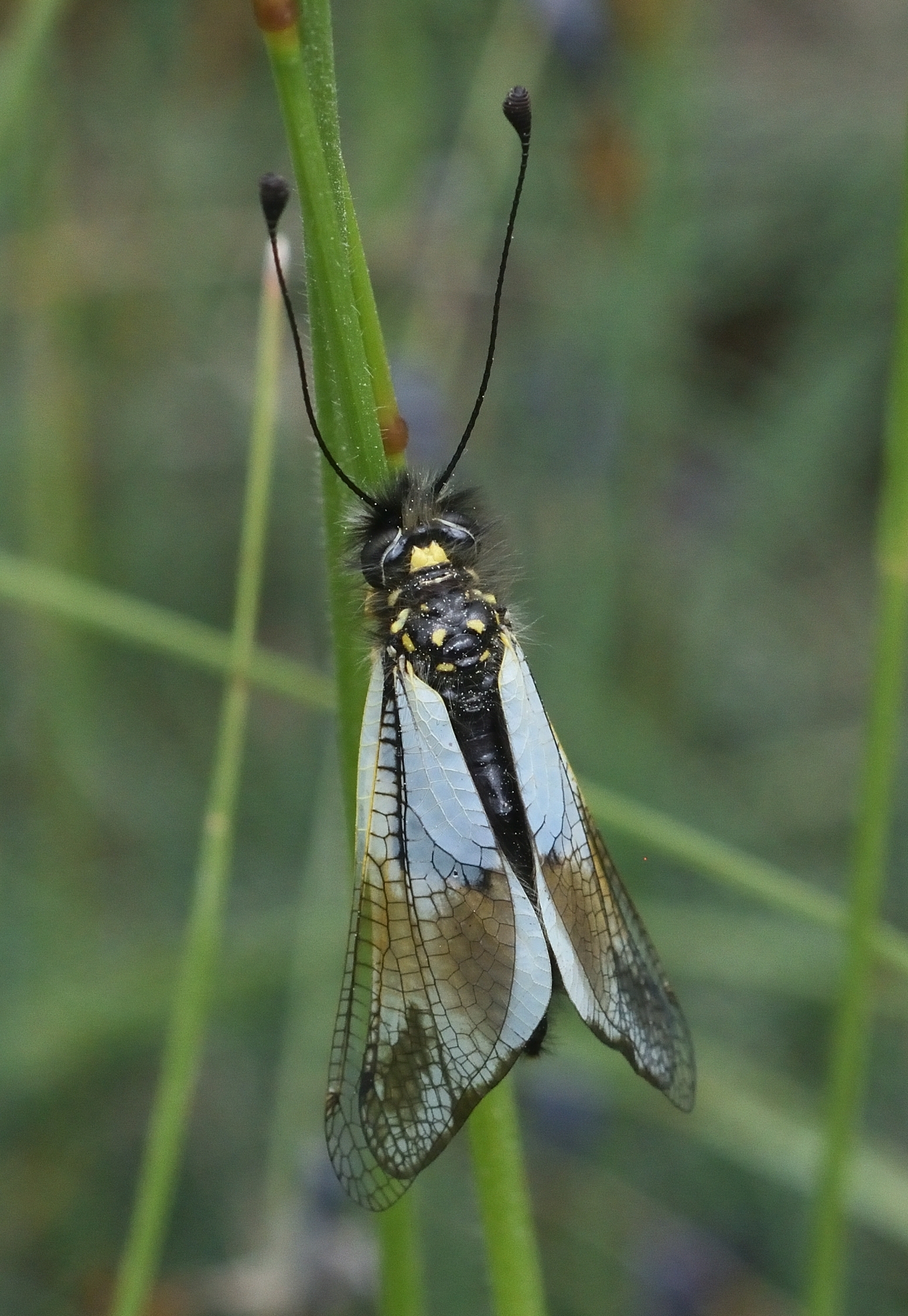 Libelloides lacteus