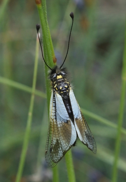 Libelloides lacteus