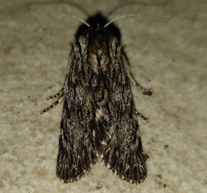 Asteroscopus sphinx - csillagnéző bundásbagoly