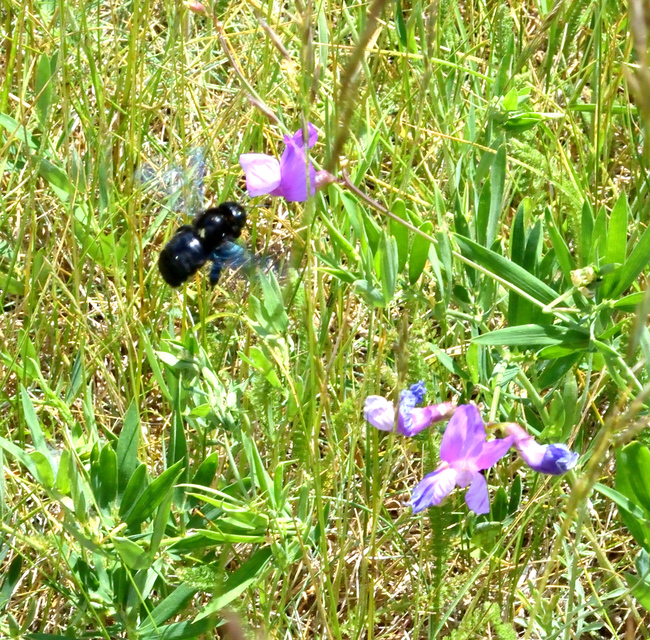 Xylocopa