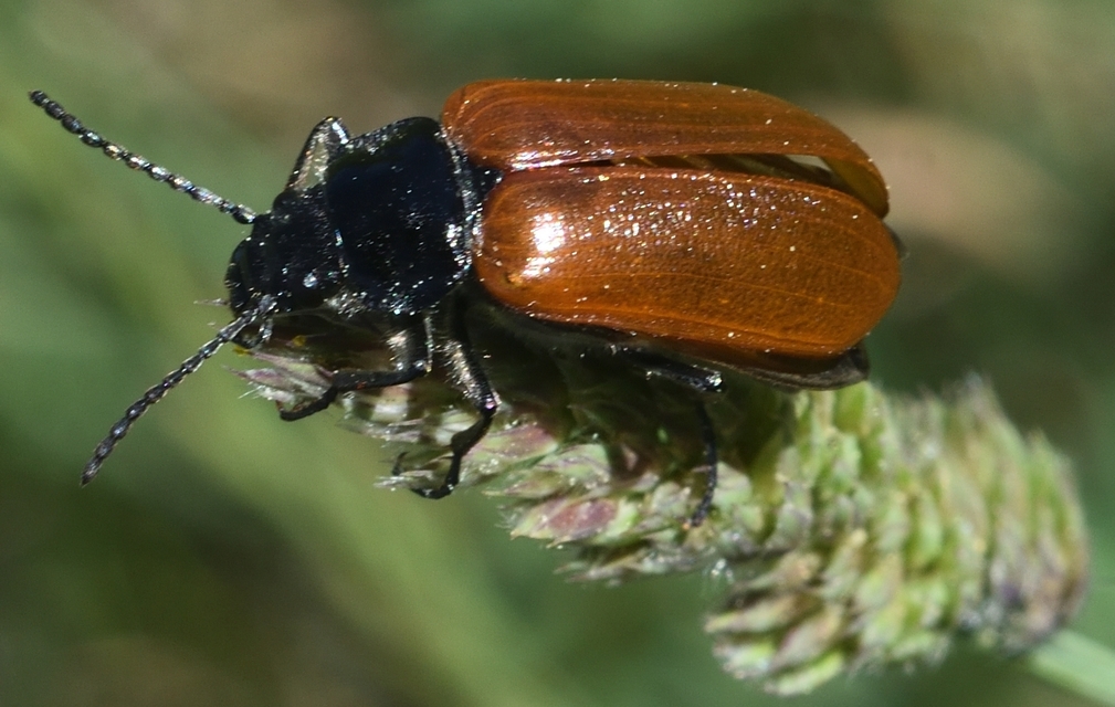 Omophlus proteus - közönséges pejbogár Omophlus proteus - közönséges pejbogár