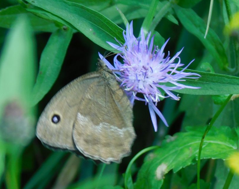 Minois dryas - fekete szemeslepke
