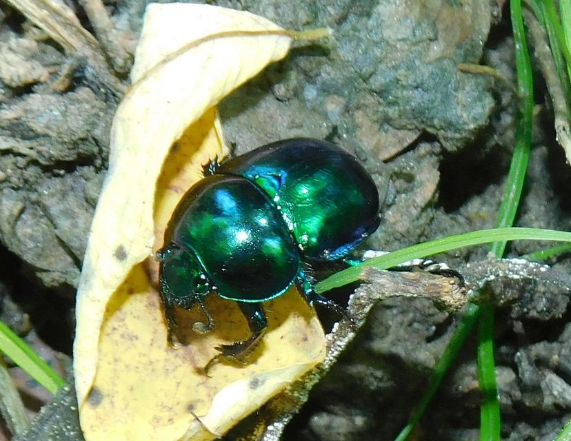 Trypocopris vernalis - tavaszi álganéjtúró