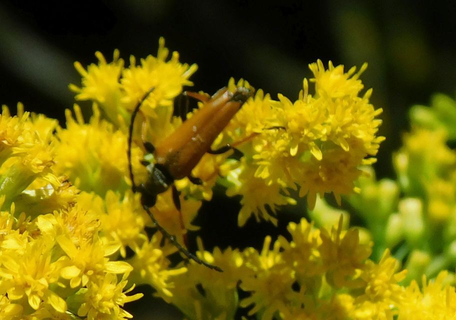 Stictoleptura rubra - vörös virágcincér