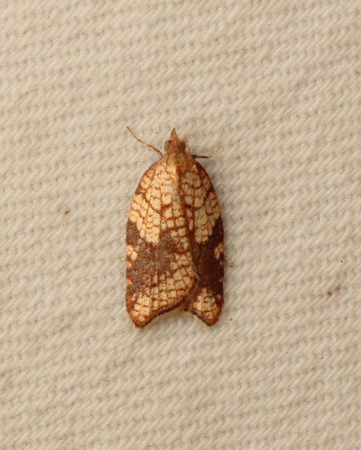 Acleris rhombana - cifra levélmoly