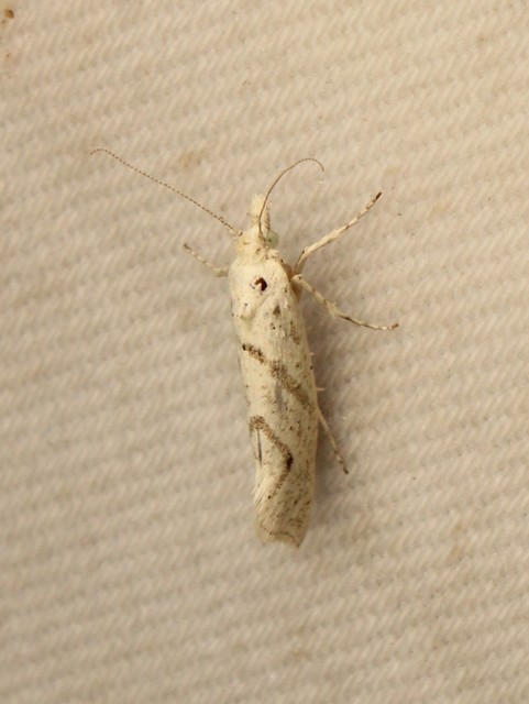 Ypsolopha persicella - őszibarack-tarkamoly