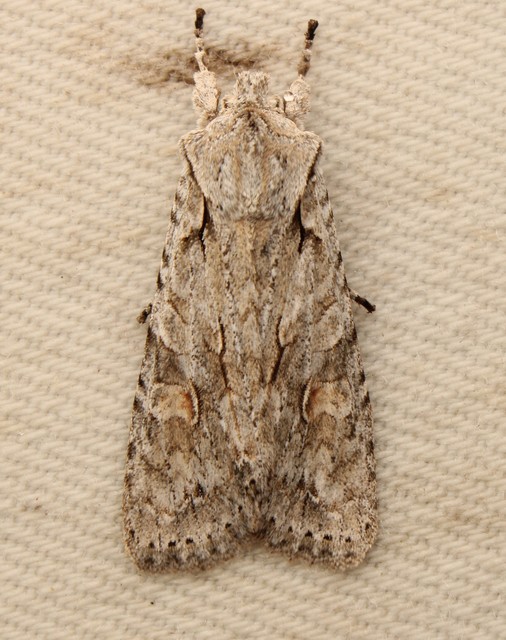 Lithophane ornitopus - közönséges fabagoly