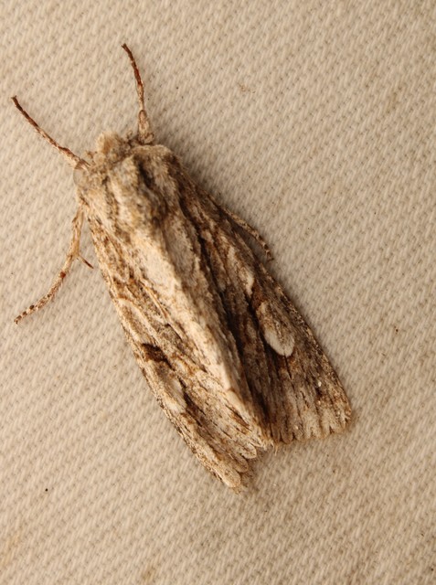 Meganephria bimaculosa - kétfoltos szilbagoly
