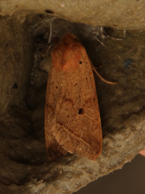 Leptologia macilenta - gyertyán-őszibagoly