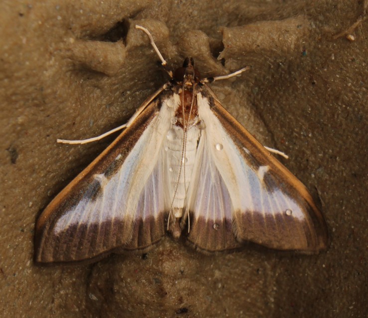 Cydalima perspectalis - puszpáng-tűzmoly