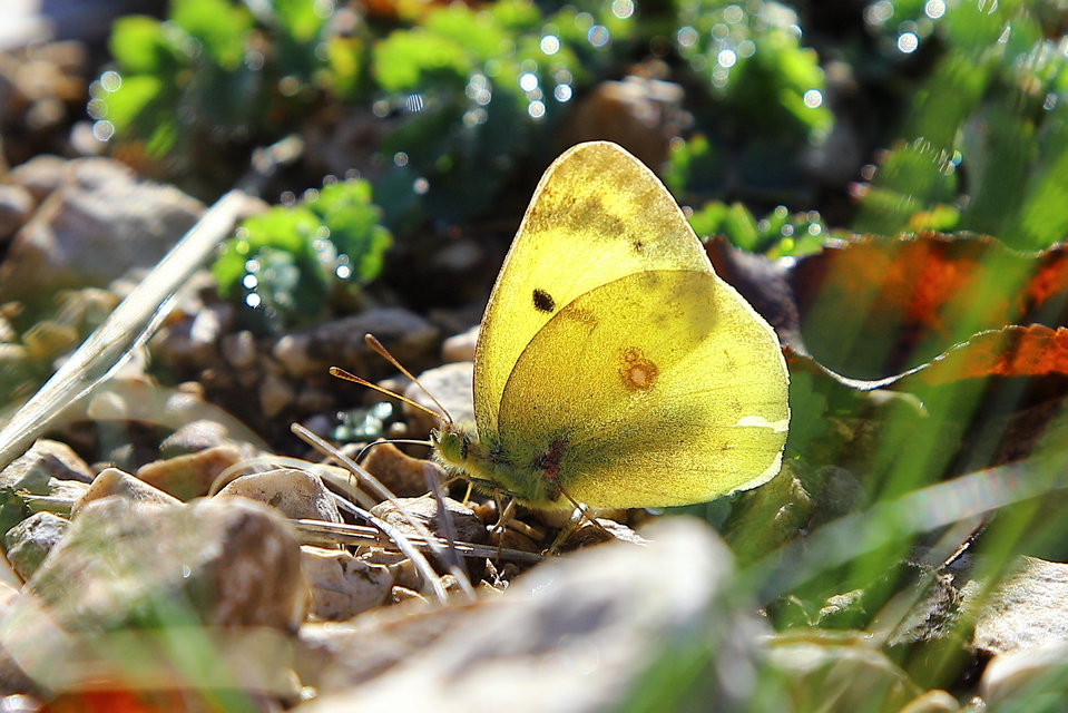 Colias alfacariensis - déli kéneslepke