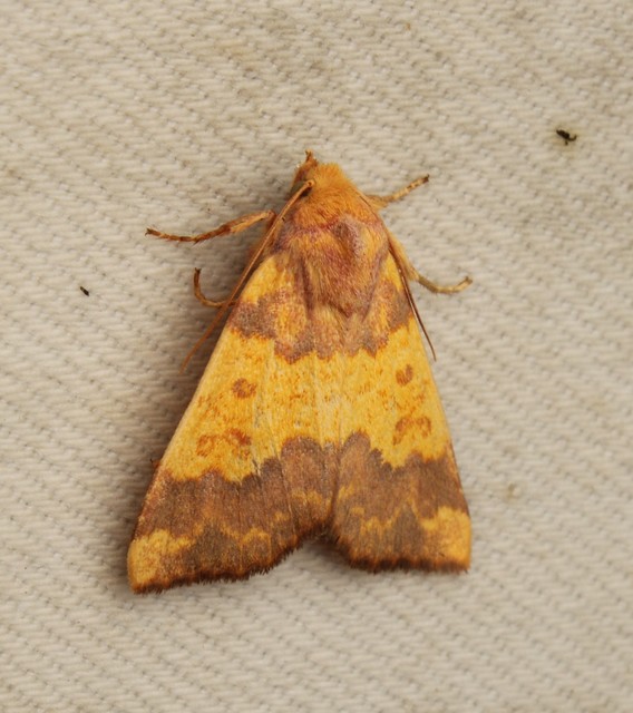 Tiliacea aurago - aranyló sárgabagoly