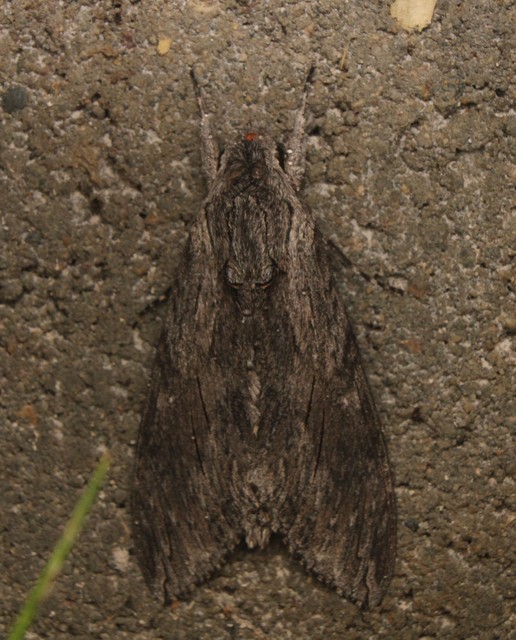 Agrius convolvuli - szulákszender