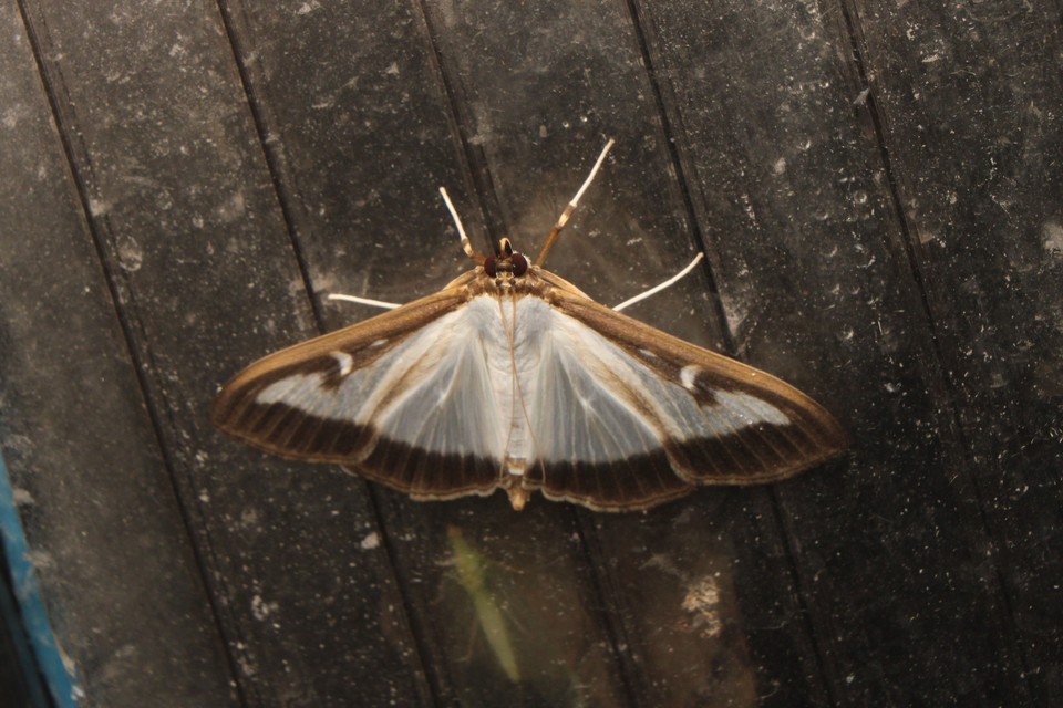 Cydalima perspectalis - puszpáng-tűzmoly