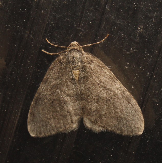Epirrita christyi/dilutata