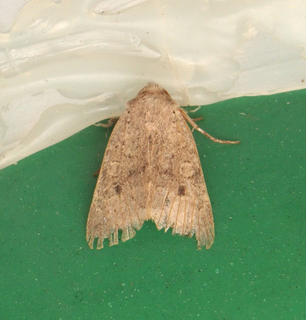 Propenistra laevis - könnyű őszibagoly