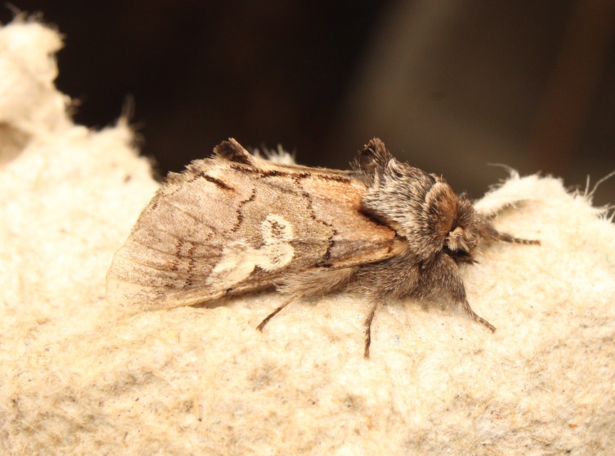 Diloba caeruleocephala - őszi kékesbagoly