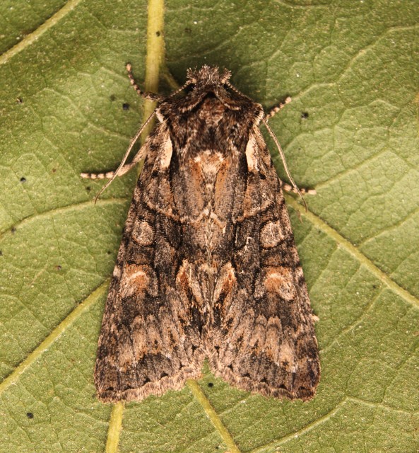 Dichonia convergens - őszi tölgybagoly