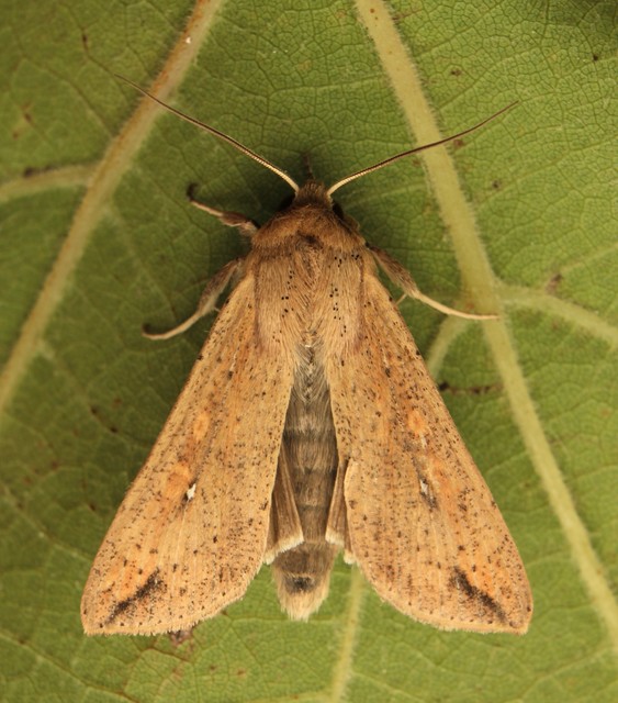 Mythimna unipuncta - hordabagoly
