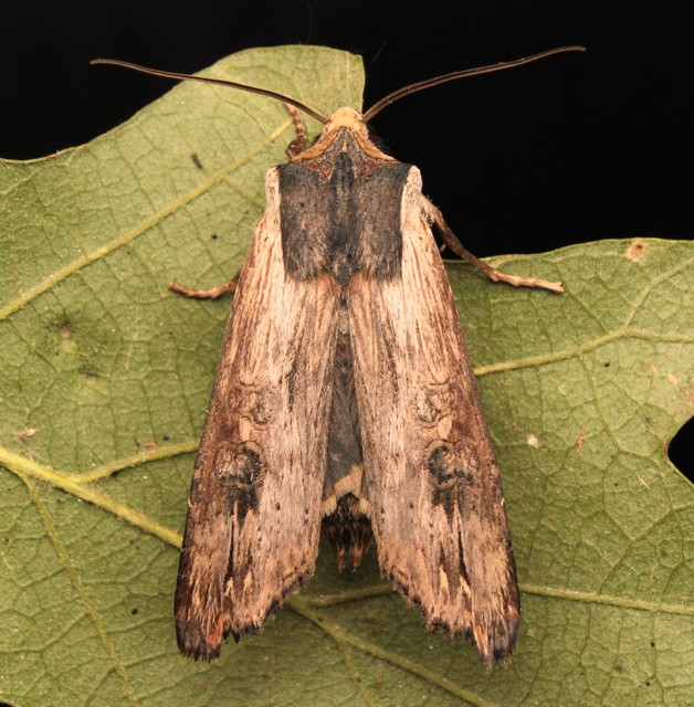 Xylena exsoleta - szürke fabagoly