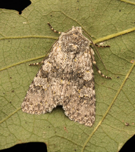 Polymixis xanthomista gyurovicslaszloi - Gyurovics László tarkabaglya