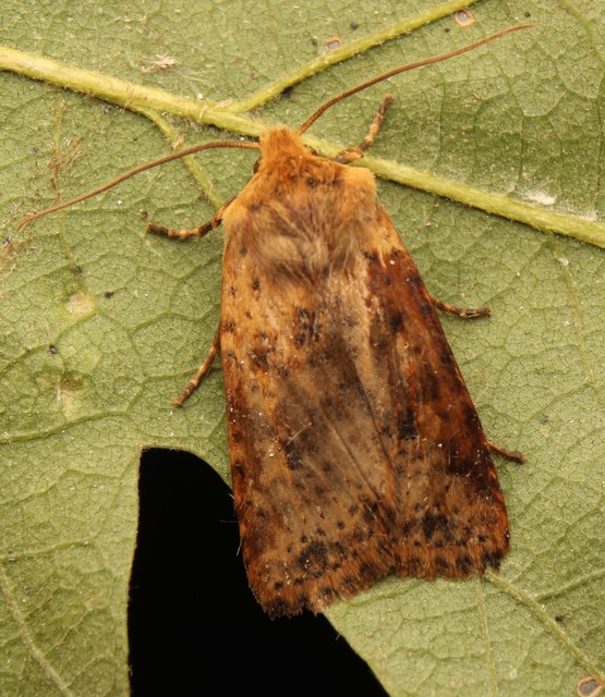 Conistra rubiginea - vörös őszibagoly