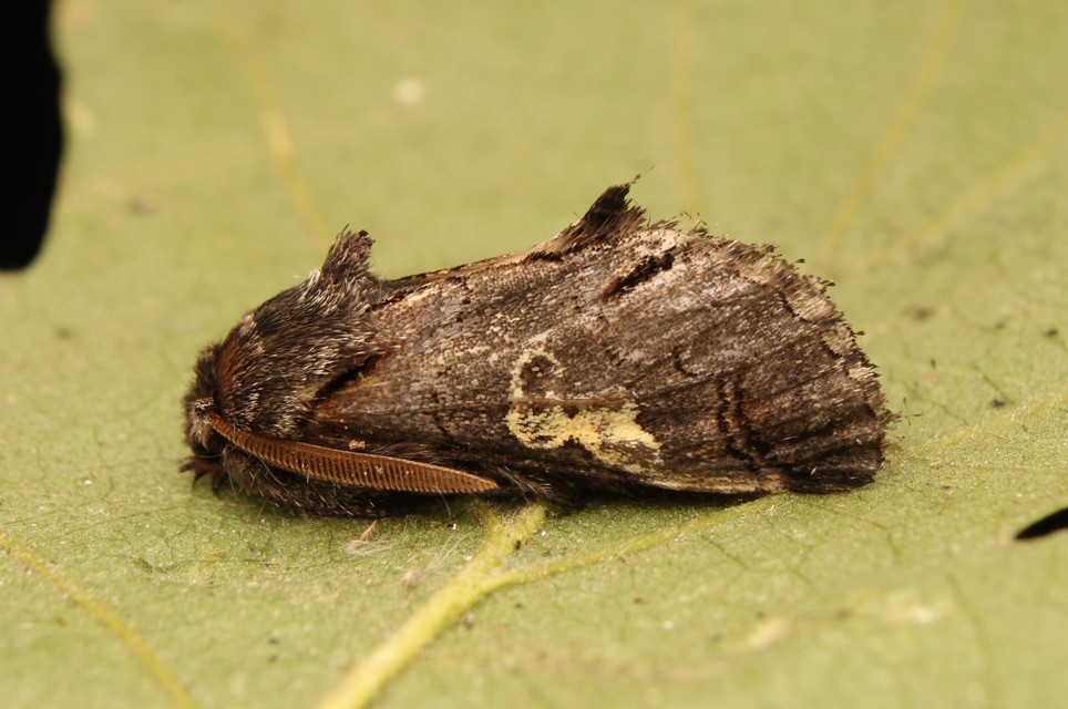 Diloba caeruleocephala - őszi kékesbagoly