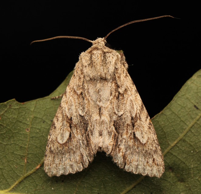 Meganephria bimaculosa - kétfoltos szilbagoly