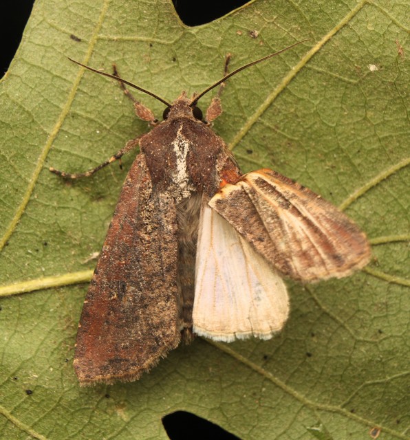 Peridroma saucia - vándor földibagoly