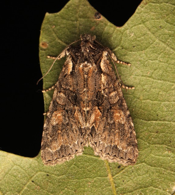 Dichonia convergens - őszi tölgybagoly